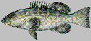 black_grouper.gif (3402 bytes)